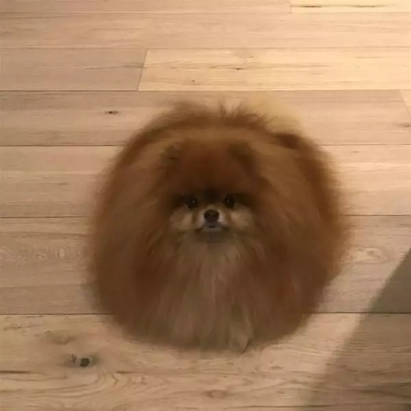 I Am As Fuzzy As Fuz
