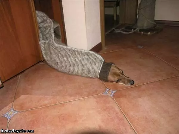 Doggy Is Stuck