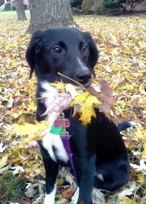 Chanel Loves Leaves