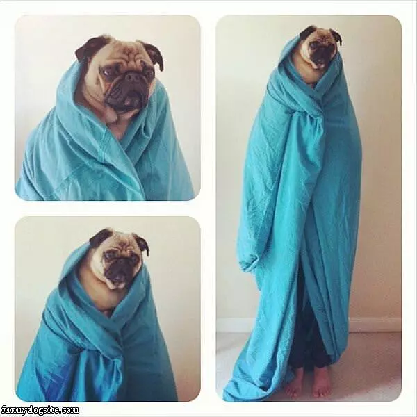 Pug Robe Man