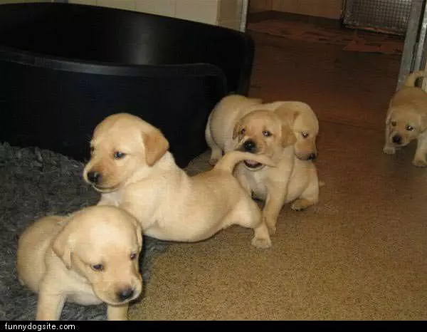 A Few Puppies