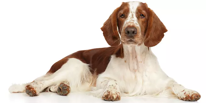 Welsh Springer Spaniel