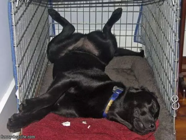 Cage Too Small