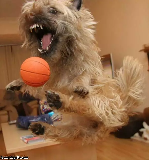 The Basketball Dog