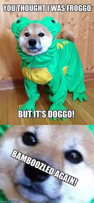 Not A Froggo But A Doggo