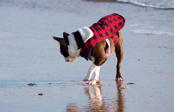 Boston Terrier on the beach