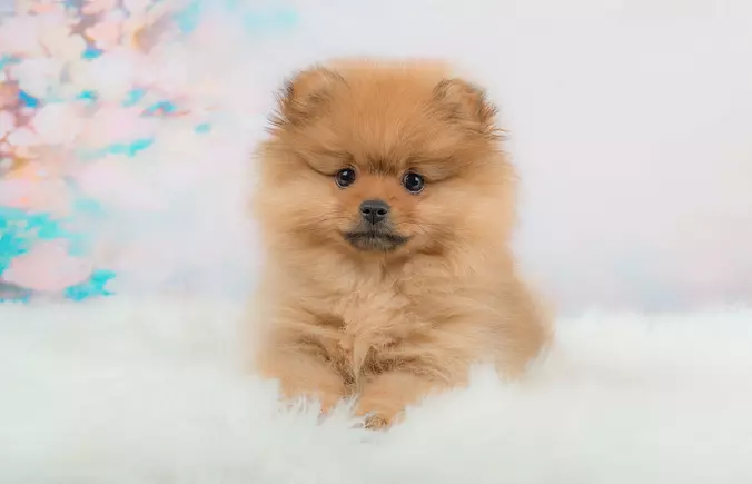 Pomeranian puppy