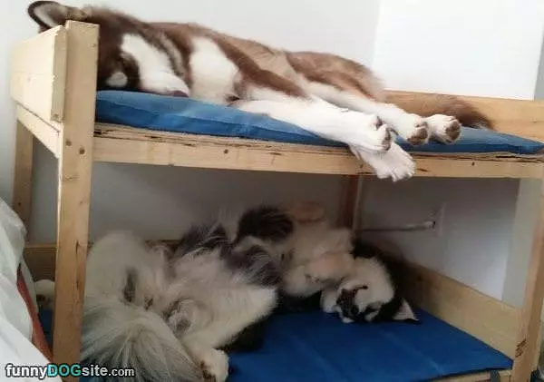 Bunk Dogs
