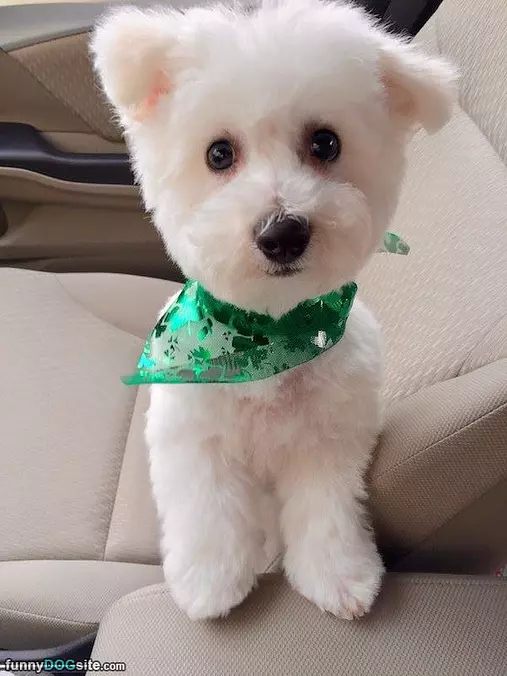 I Am A Fluffy Puppy