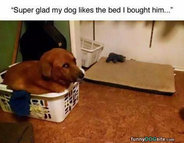 Bed I Bought Him
