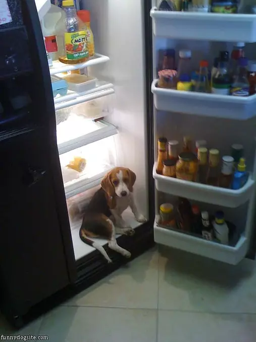 Can I Have A Snack Please