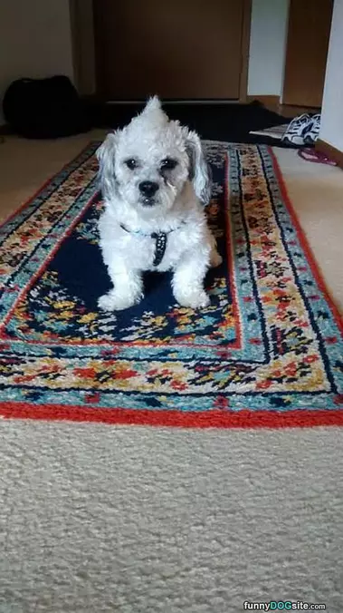 My New Haircut