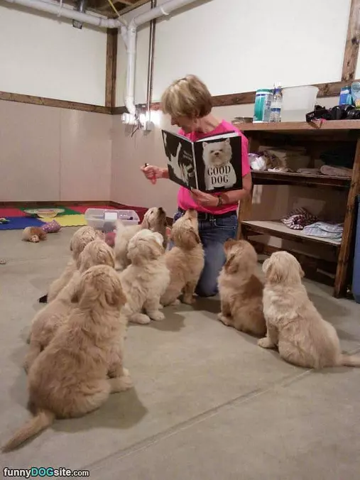 Good Dog