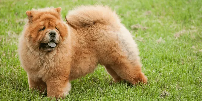 Chow Chow