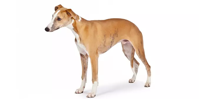 Whippet Dog on White Backgr...
