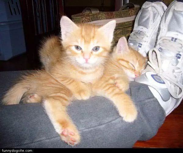 Fluff