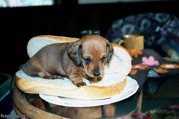 A Real Hot Dog