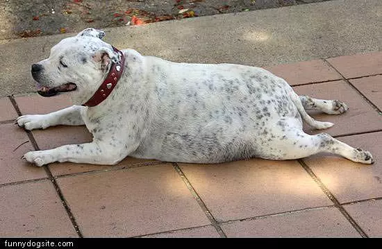 Uper Fat Dog
