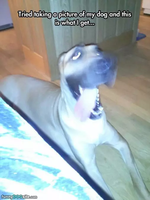 Picture Of My Dog