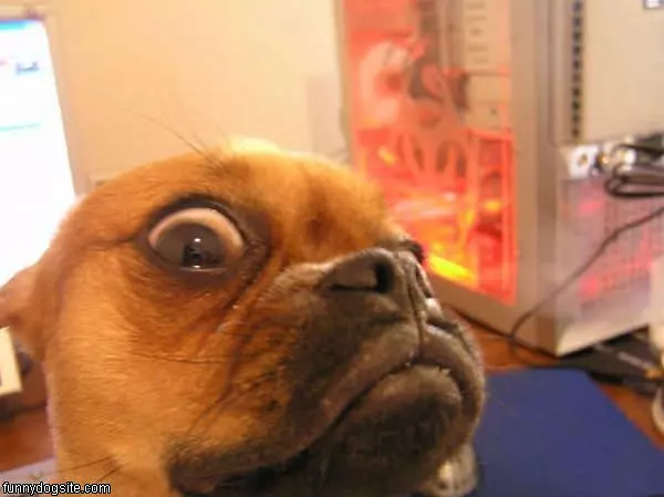 Crazy Eye