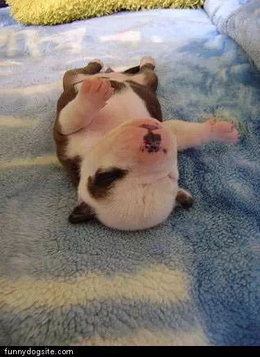 Puppy Nap