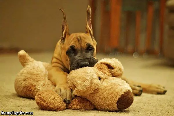 This Is My Toy