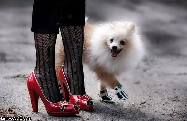 Fancy Shoes Like Owner