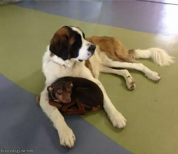 My Protector