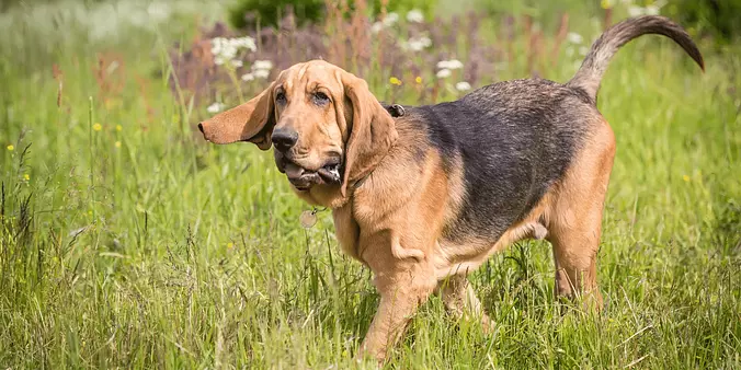 Bloodhound