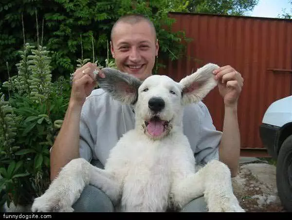 Big Ears Dog