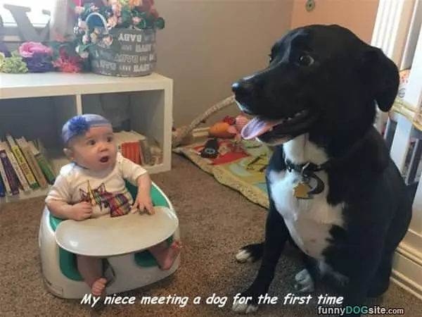 Meeting The Dog For The First Time