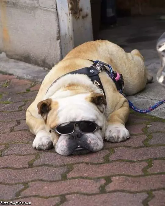 Super Cool Dog