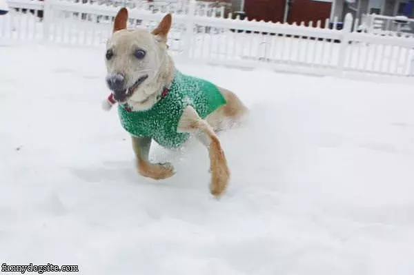 Snow Fetch