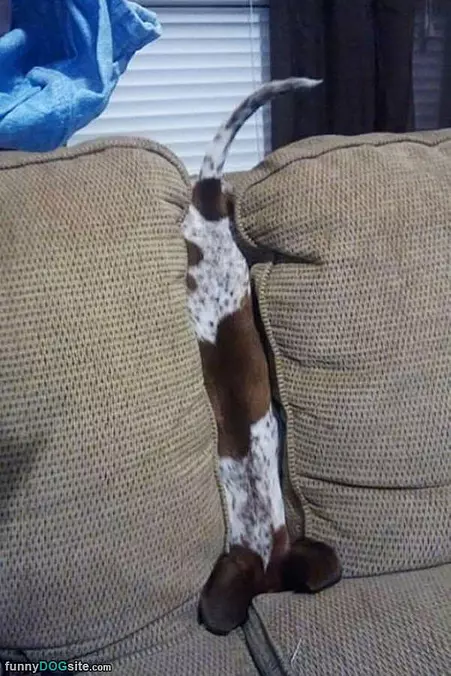 I Fogot How To Dog