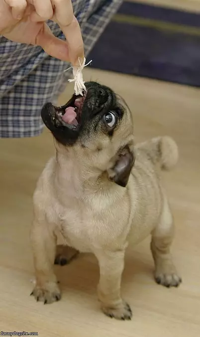 Gimme Gimme