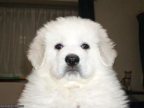 They Call Him Fluffy