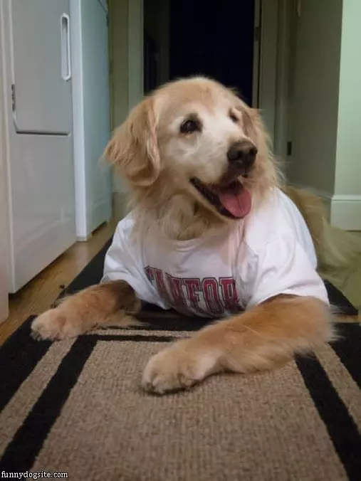Do You Like My Shirt
