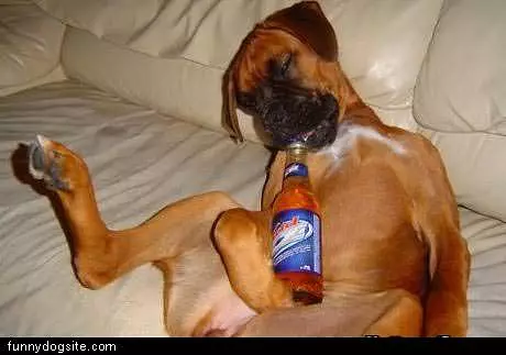 Beer Dog