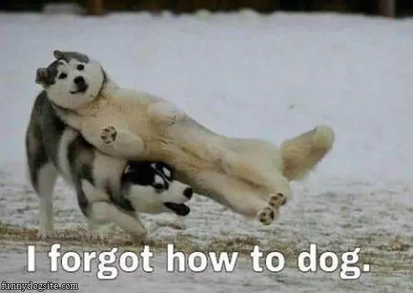 Forgot How To Dog