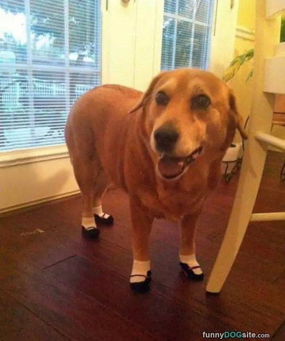 Nice Shoes
