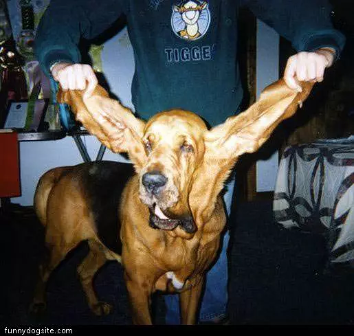 Huge Floppy Ears