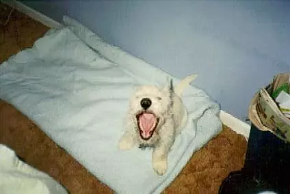 Bark Bark