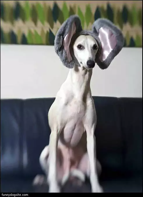 Big Ears