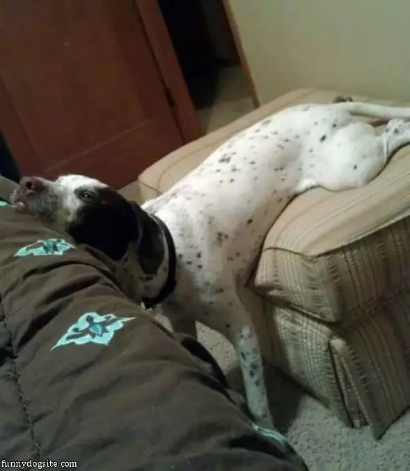 Dog Sits Very Funny