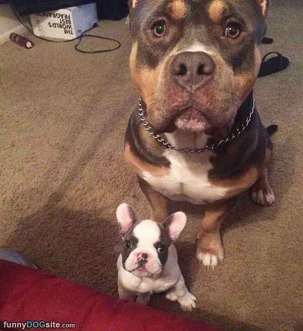 Me And Mini Me