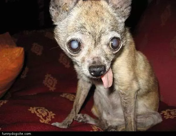 Tongue Out Dog