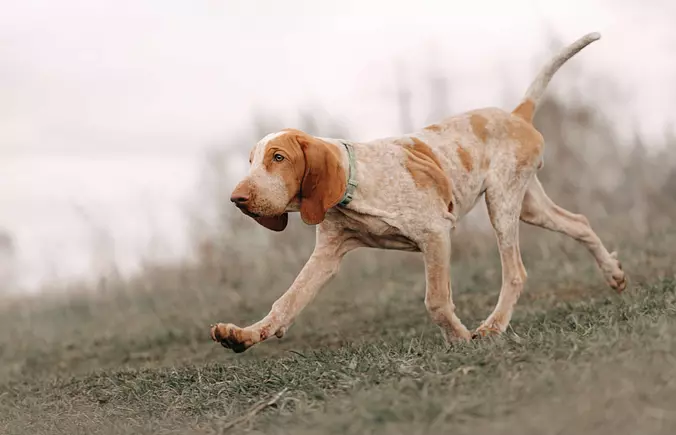 Bracco Italiano walking