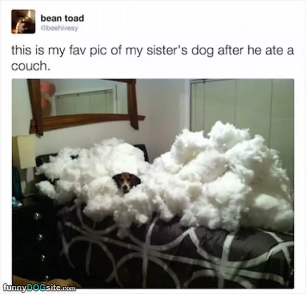 Favorite Pic Of The Dog