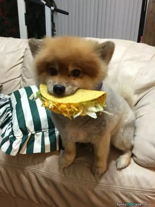 I Has A Taco