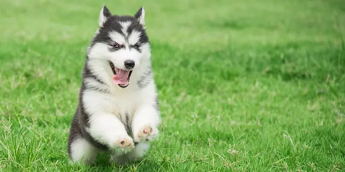 Siberian Husky puppy running